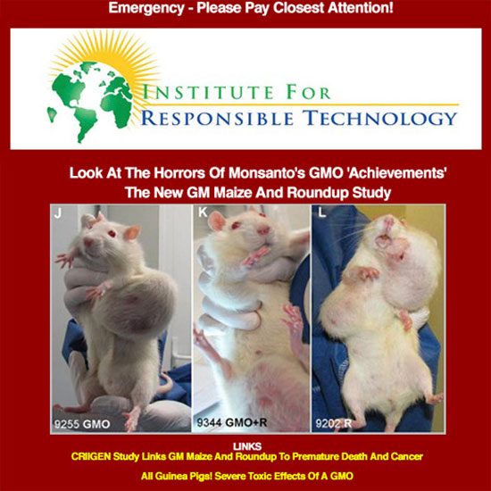 GMO Rats